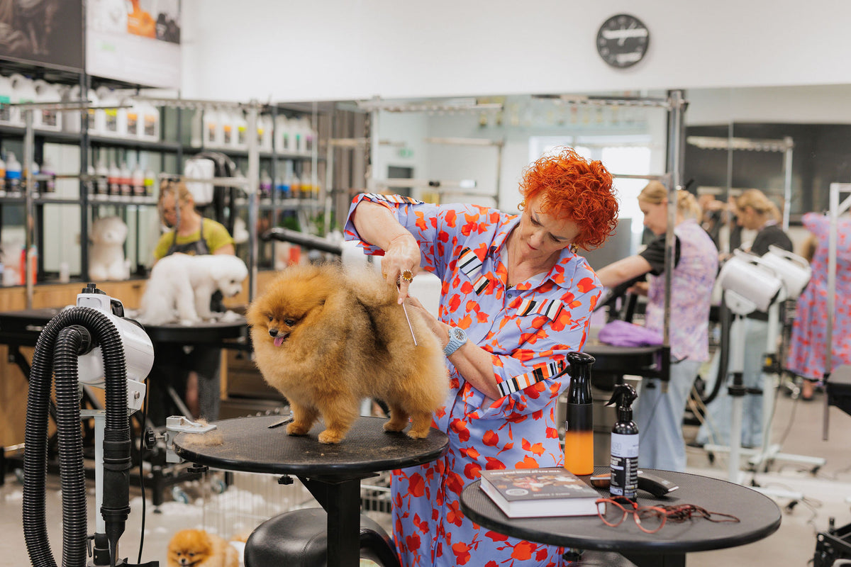 Parodos akimirka · Tauro Kennel čempionas ringe