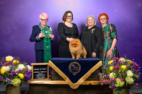 Pomeranijos špicų reitingai Amerikoje