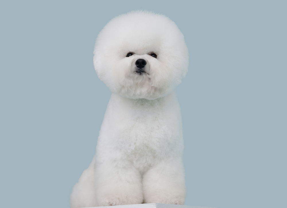 Garbanotasis bišonas · Tauro Kennel