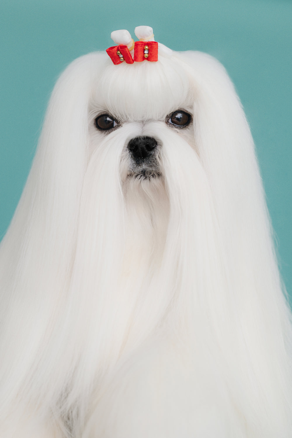 Maltos bišonas · Tauro Kennel