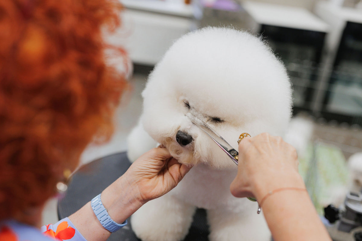 Janita veda seminarą „Tauro Grooming Academy“